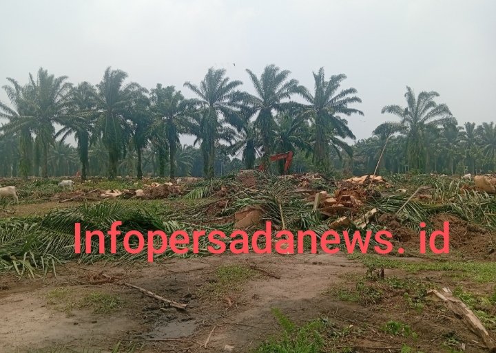 Replanting Bahjambi Disorot: Alat Berat Bertanda “BD”, Dugaan BBM Subsidi Mencuat, Teknis Pekerjaan Ikut Dikawal