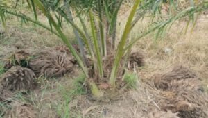 Pengaplikasian Tangkos tak sesuai porsi TBM di PTPN IV regional II Unit kebun Gunung Bayu terancam pertumbuhan buruk